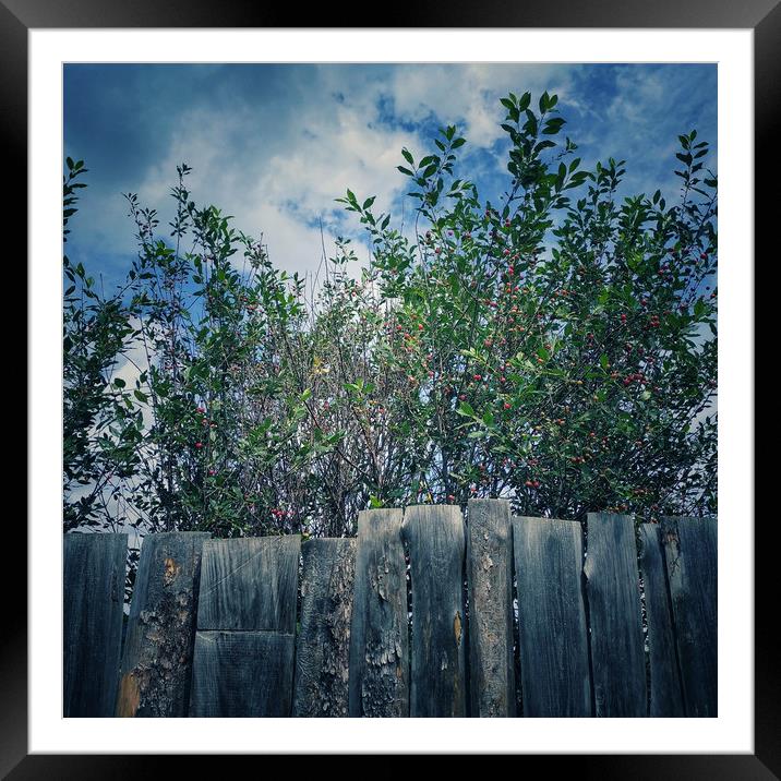 Wood fence Framed Mounted Print by Larisa Siverina