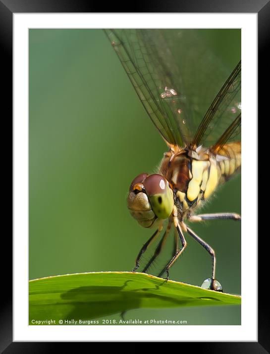Emerald Dragonfly: A British Rarity Framed Mounted Print by Holly Burgess