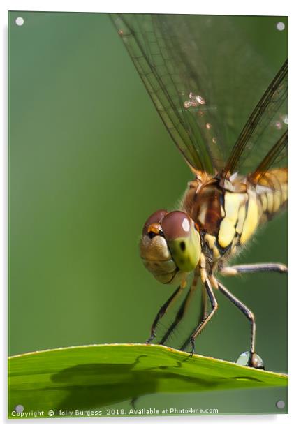 Emerald Dragonfly: A British Rarity Acrylic by Holly Burgess