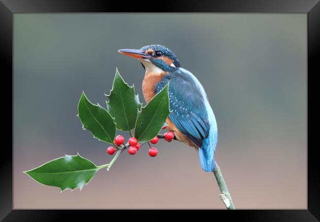 Christmas kingfisher  Framed Print by Stephen Herrell