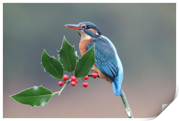 Christmas kingfisher  Print by Stephen Herrell