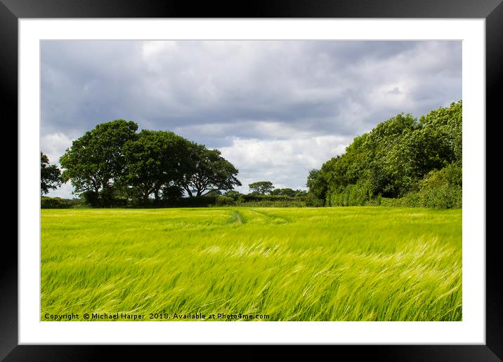 A field of ripening barley in rural England Framed Mounted Print by Michael Harper
