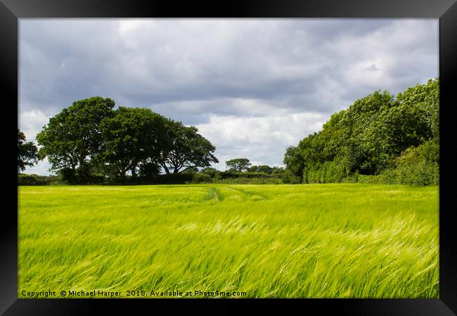 A field of ripening barley in rural England Framed Print by Michael Harper