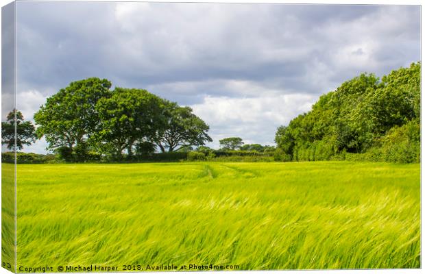 A field of barley in rural England Canvas Print by Michael Harper