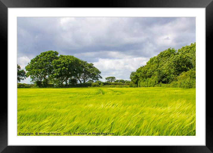 A field of barley in rural England Framed Mounted Print by Michael Harper