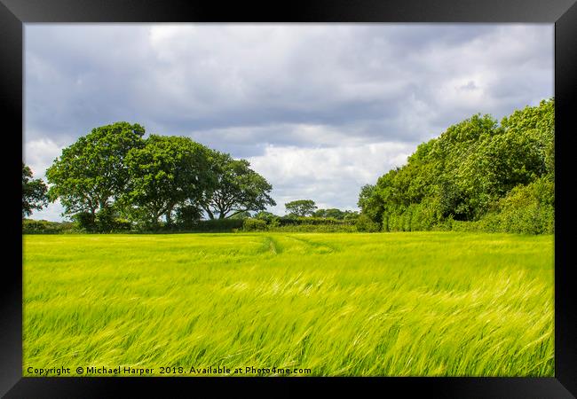 A field of barley in rural England Framed Print by Michael Harper