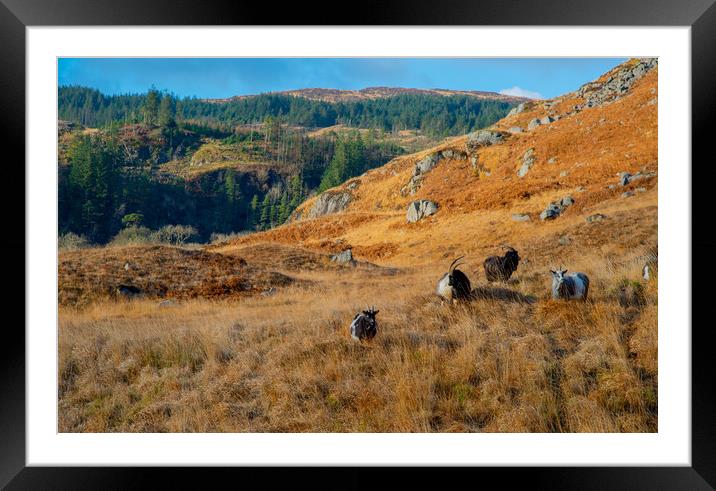 Galloway's wild goats Framed Mounted Print by Paul Collis