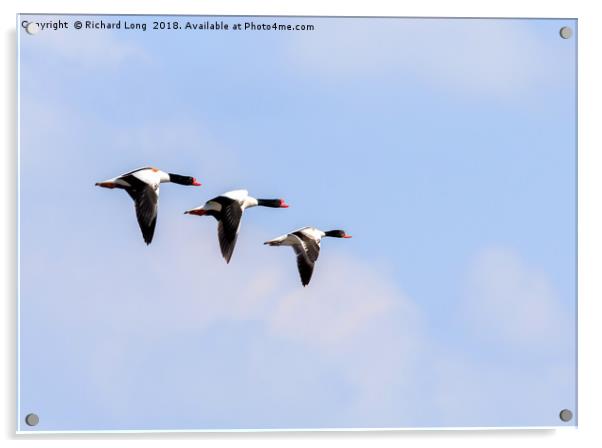 Three shelducks flying Acrylic by Richard Long