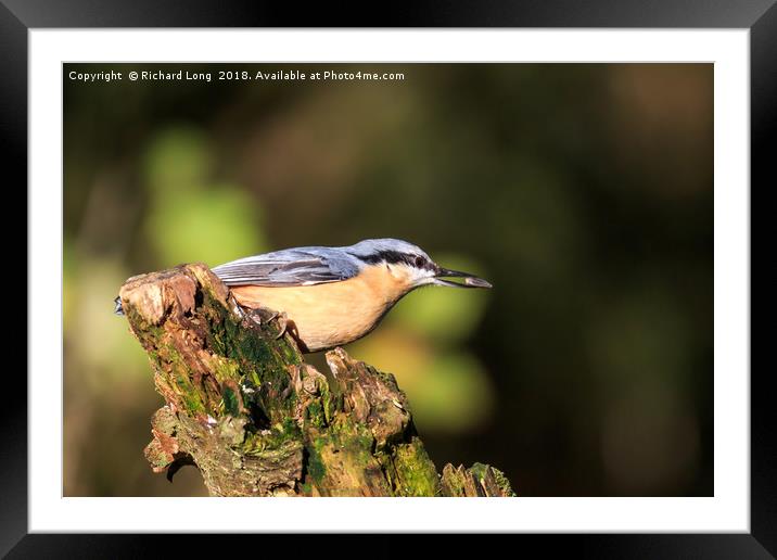 Nuthatch with food in its beak  Framed Mounted Print by Richard Long