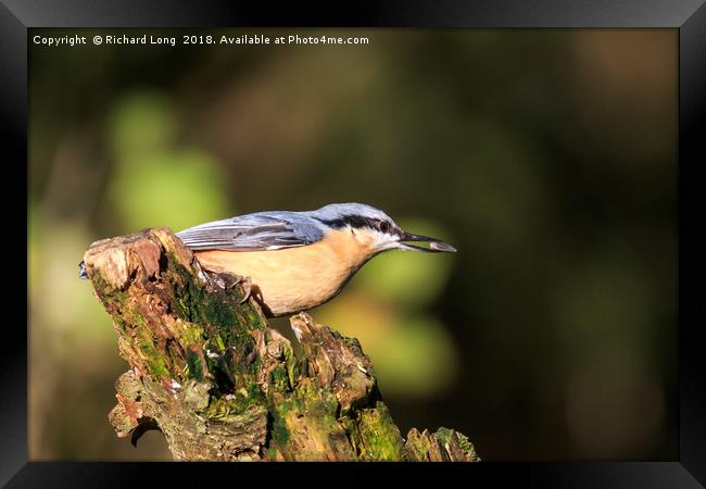Nuthatch with food in its beak  Framed Print by Richard Long