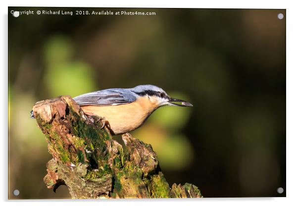Nuthatch with food in its beak  Acrylic by Richard Long