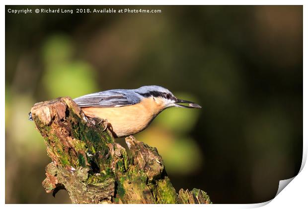 Nuthatch with food in its beak  Print by Richard Long