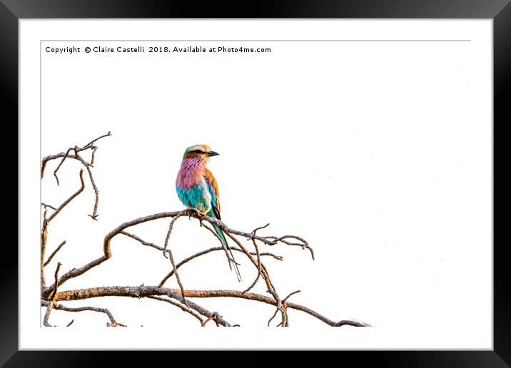 Lilac Breasted Roller Framed Mounted Print by Claire Castelli