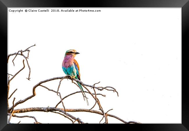 Lilac Breasted Roller Framed Print by Claire Castelli