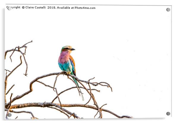 Lilac Breasted Roller Acrylic by Claire Castelli
