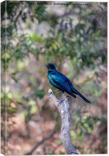 Glossy Starling Canvas Print by Claire Castelli