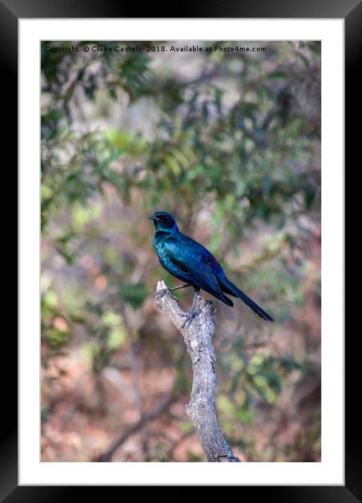 Glossy Starling Framed Mounted Print by Claire Castelli