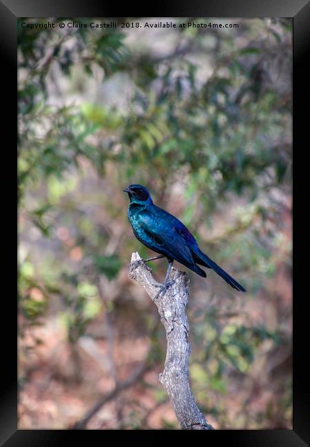 Glossy Starling Framed Print by Claire Castelli