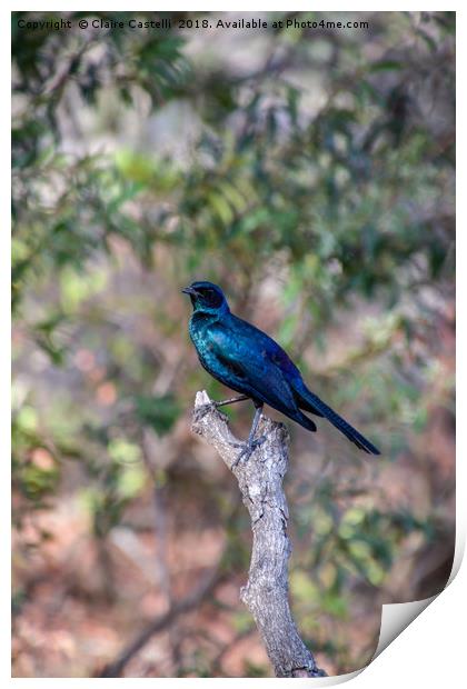 Glossy Starling Print by Claire Castelli