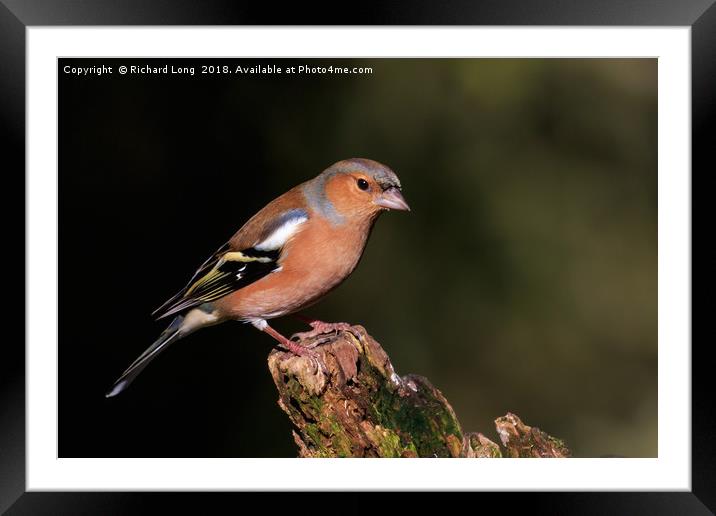 Sunlit Male Chaffinch Framed Mounted Print by Richard Long