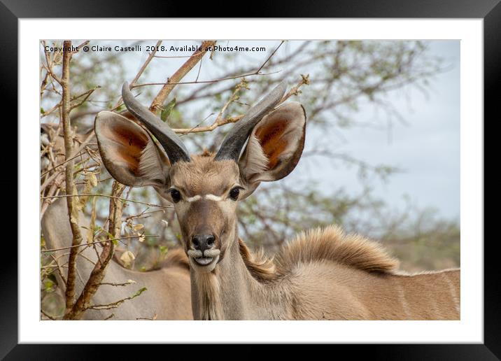 Curious Kudu Framed Mounted Print by Claire Castelli