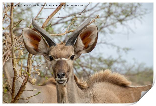 Curious Kudu Print by Claire Castelli