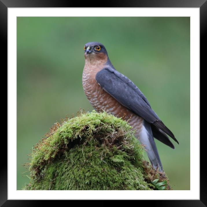 Male Sparrowhawk  Framed Mounted Print by Stephen Herrell