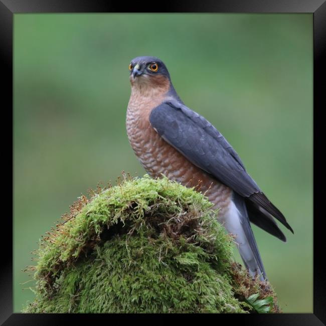 Male Sparrowhawk  Framed Print by Stephen Herrell