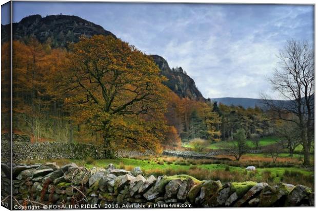 "Autumn in Ennerdale" Canvas Print by ROS RIDLEY