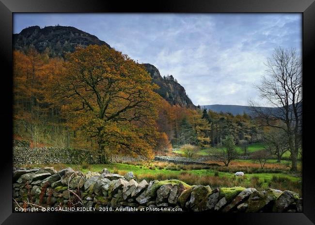 "Autumn in Ennerdale" Framed Print by ROS RIDLEY