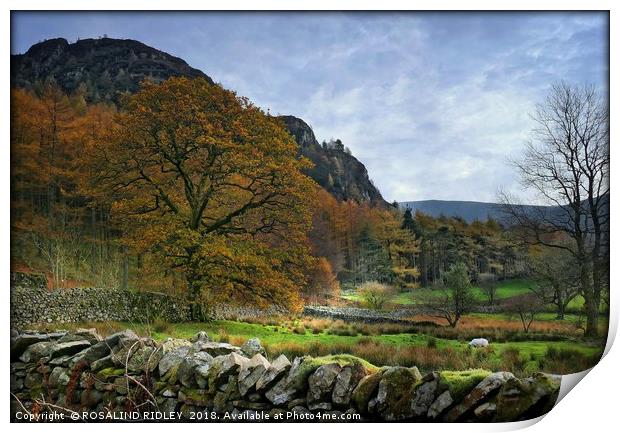 "Autumn in Ennerdale" Print by ROS RIDLEY