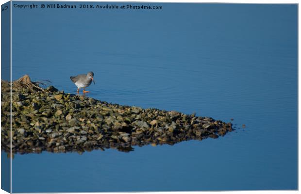 Redshank on the lake at Start Marshes  Canvas Print by Will Badman