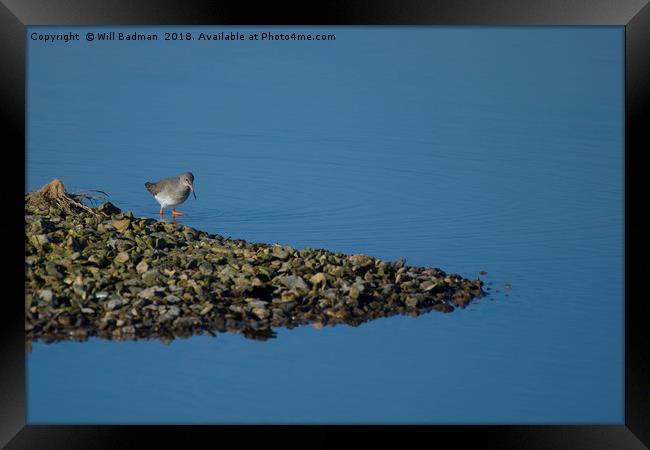 Redshank on the lake at Start Marshes  Framed Print by Will Badman