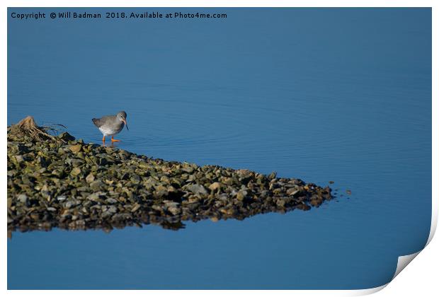 Redshank on the lake at Start Marshes  Print by Will Badman