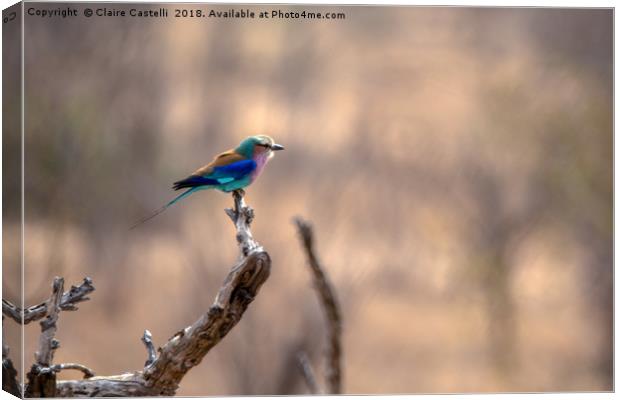 Lilac Breasted Roller Canvas Print by Claire Castelli