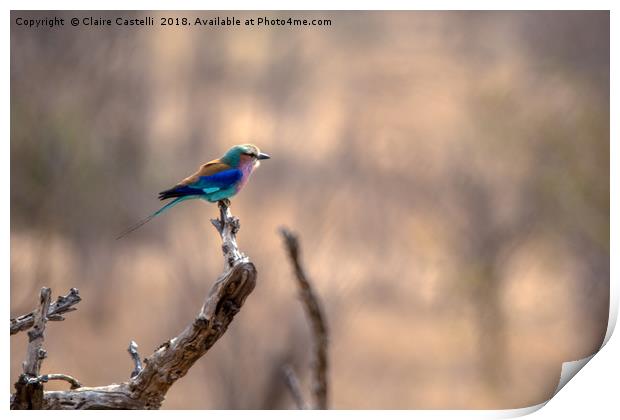 Lilac Breasted Roller Print by Claire Castelli