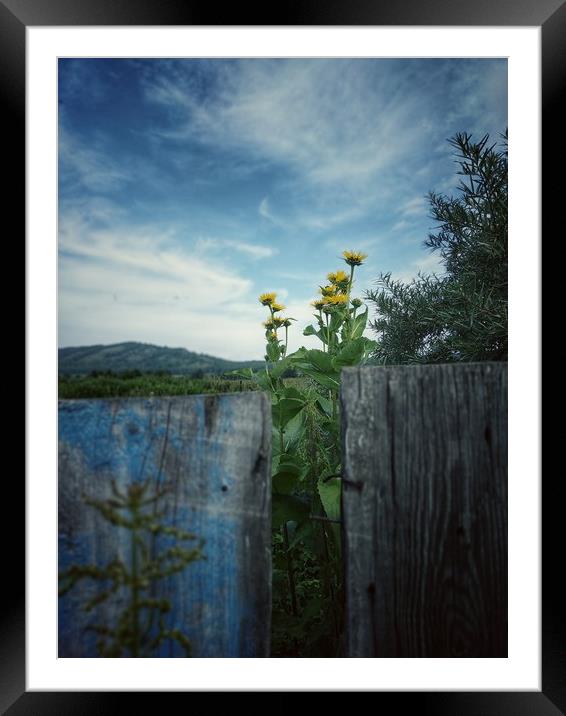 Wood fence. Rural scene. Framed Mounted Print by Larisa Siverina