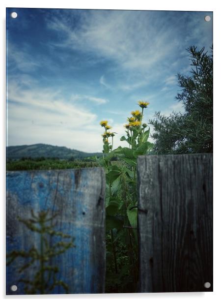 Wood fence. Rural scene. Acrylic by Larisa Siverina