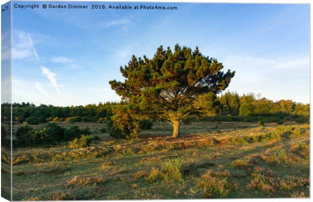 New Forest Tree In The Early Morning Sun Canvas Print by Gordon Dimmer