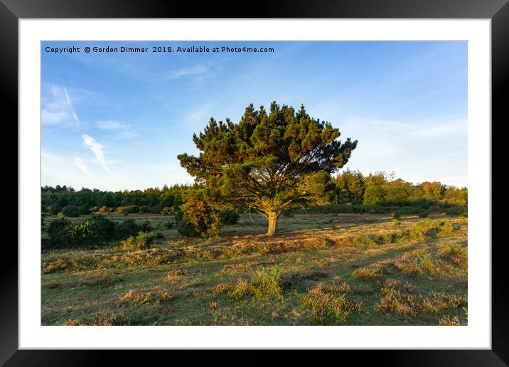 New Forest Tree In The Early Morning Sun Framed Mounted Print by Gordon Dimmer