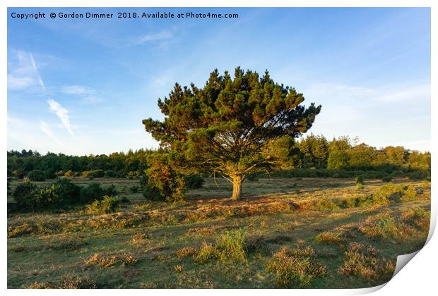 New Forest Tree In The Early Morning Sun Print by Gordon Dimmer
