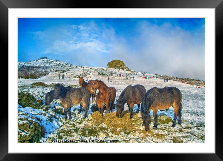 Dartmoor Ponies at Haytor Framed Mounted Print by Paul F Prestidge