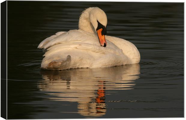 Swan at Eastleigh Country Park II Canvas Print by Philip Barton