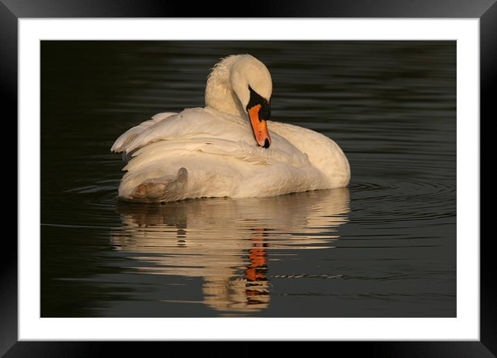Swan at Eastleigh Country Park II Framed Mounted Print by Philip Barton