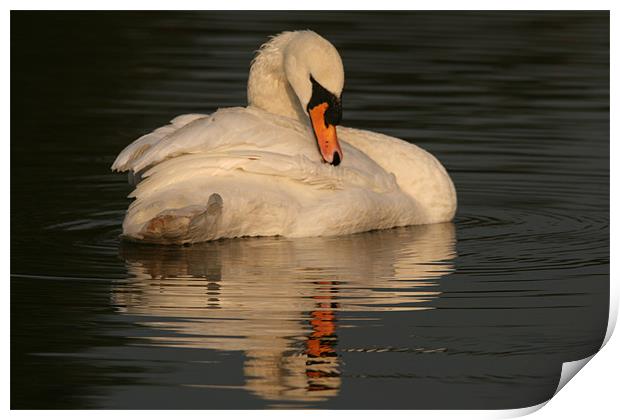 Swan at Eastleigh Country Park II Print by Philip Barton