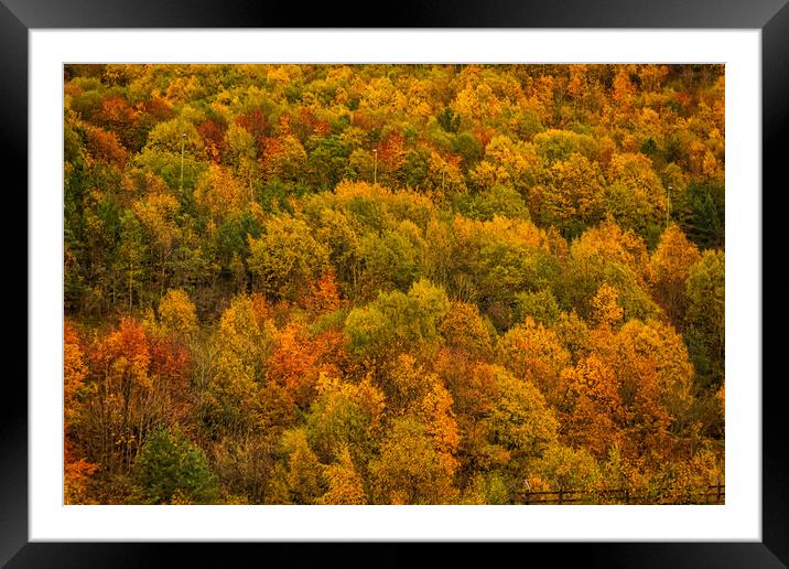 Autumn Gold Framed Mounted Print by Steve Purnell