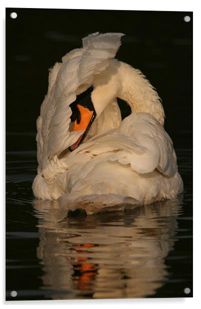 Swan at Eastleigh Country Park I Acrylic by Philip Barton