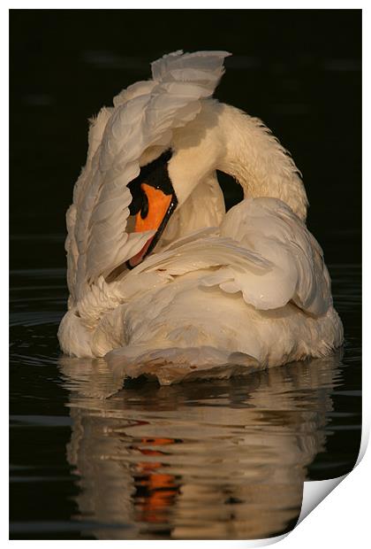 Swan at Eastleigh Country Park I Print by Philip Barton
