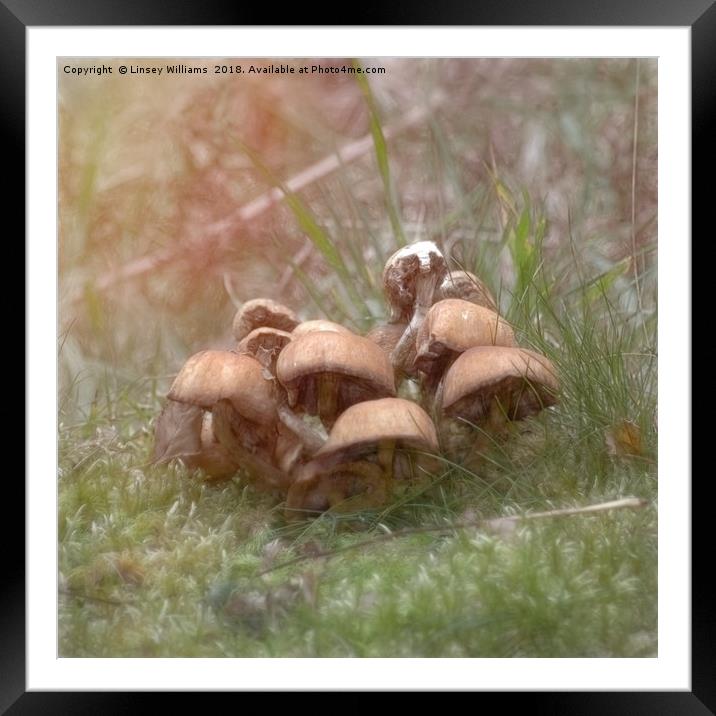 Toadstools Framed Mounted Print by Linsey Williams