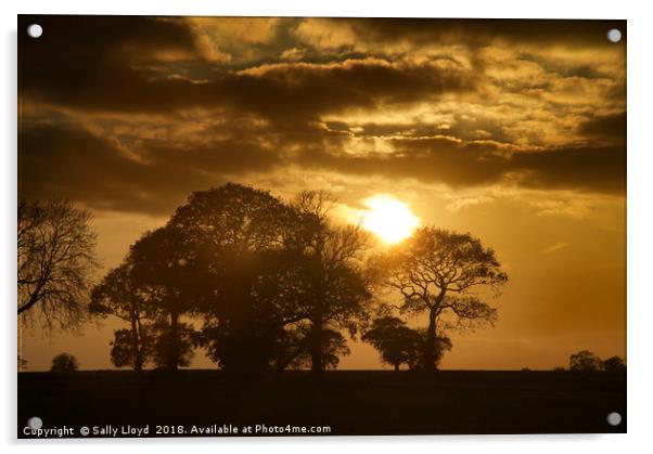 Golden Winter Sunset Acrylic by Sally Lloyd